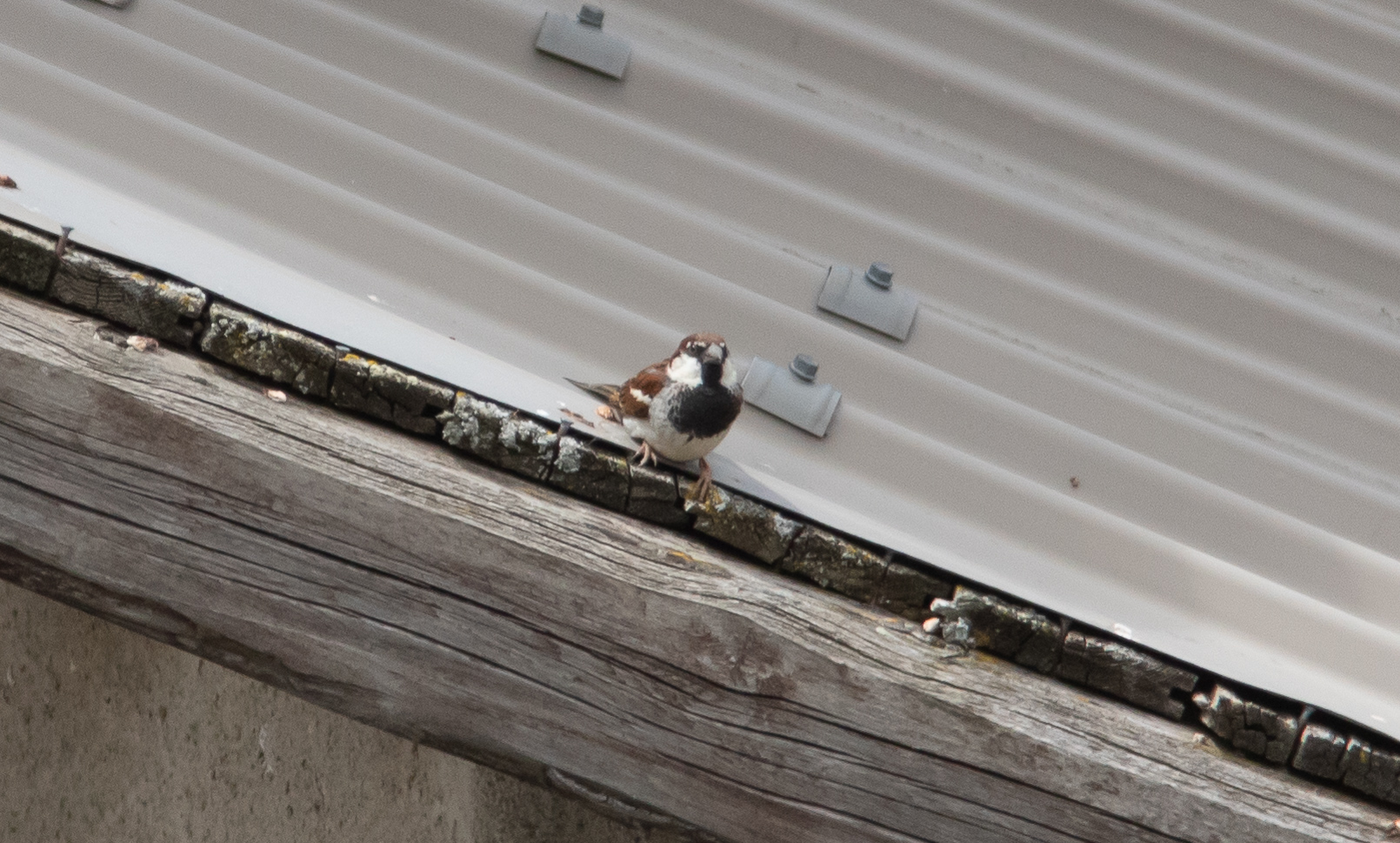 Miniature